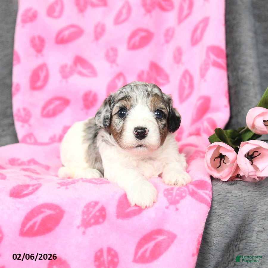 Bichpoo dogs Dexter - Ad 18