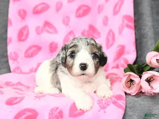 Bichpoo dogs Dexter - Ad 18