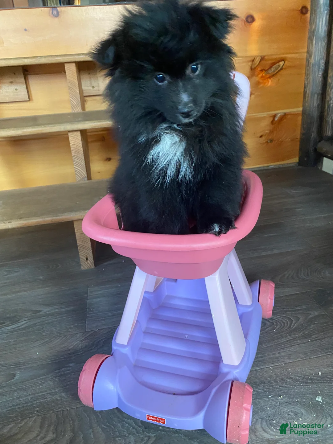 Pomeranian dogs for sale: Pomeranian Puppy 1 - Ad 4