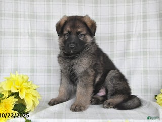 German Shepherd dogs - Ad 12