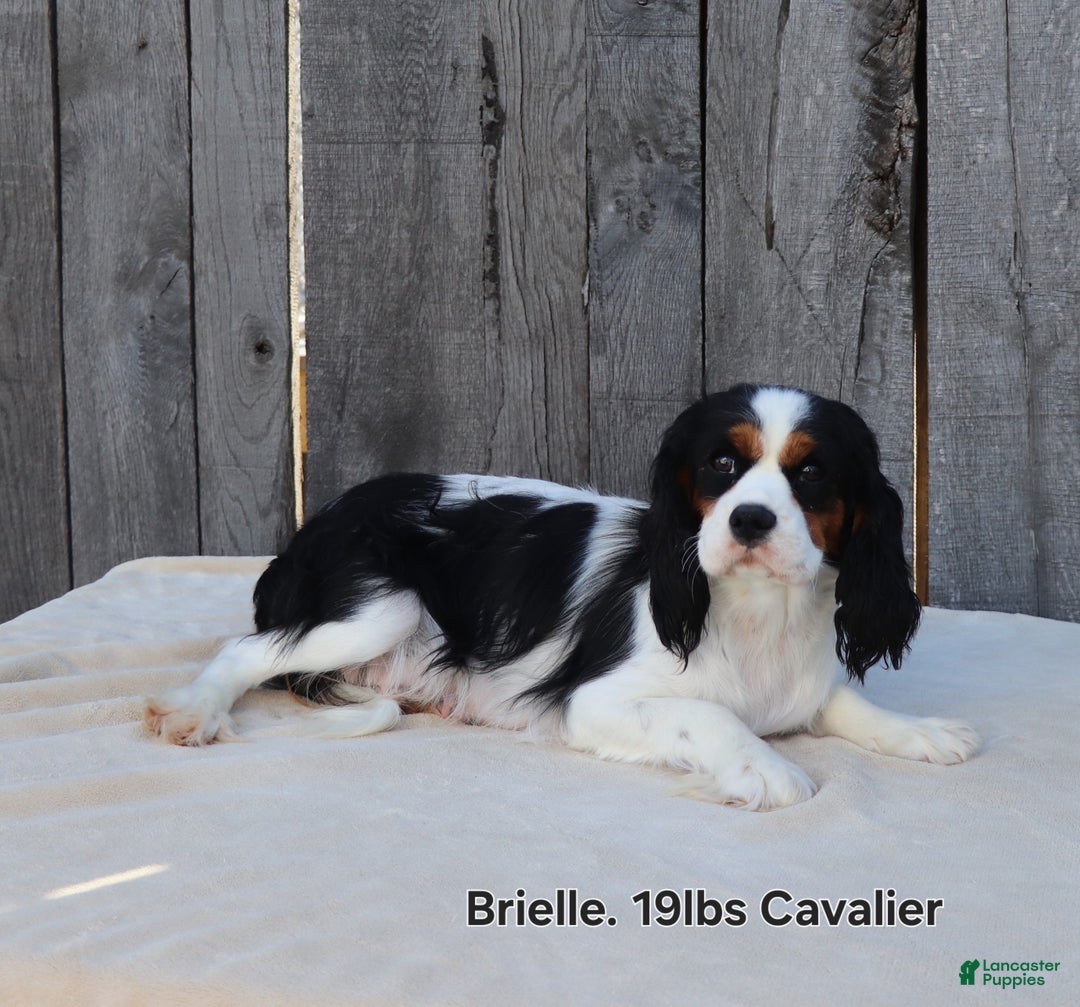 Cavapoo dogs for sale: Chex - Ad 10