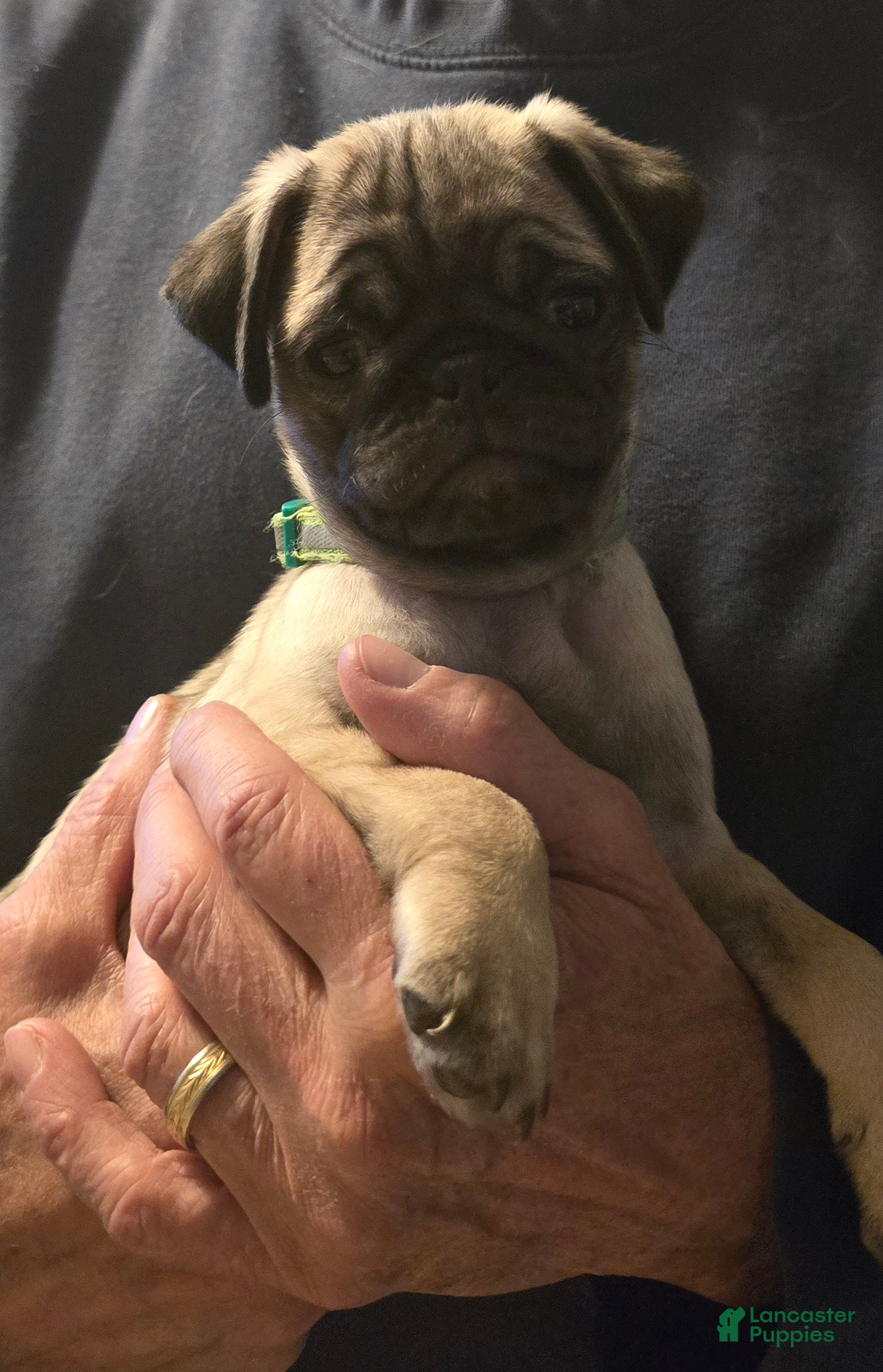 Pug dogs Bennie - Ad 1