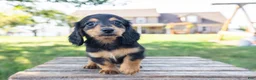 Miniature Dachshund dogs for sale: Diva - Ad 7