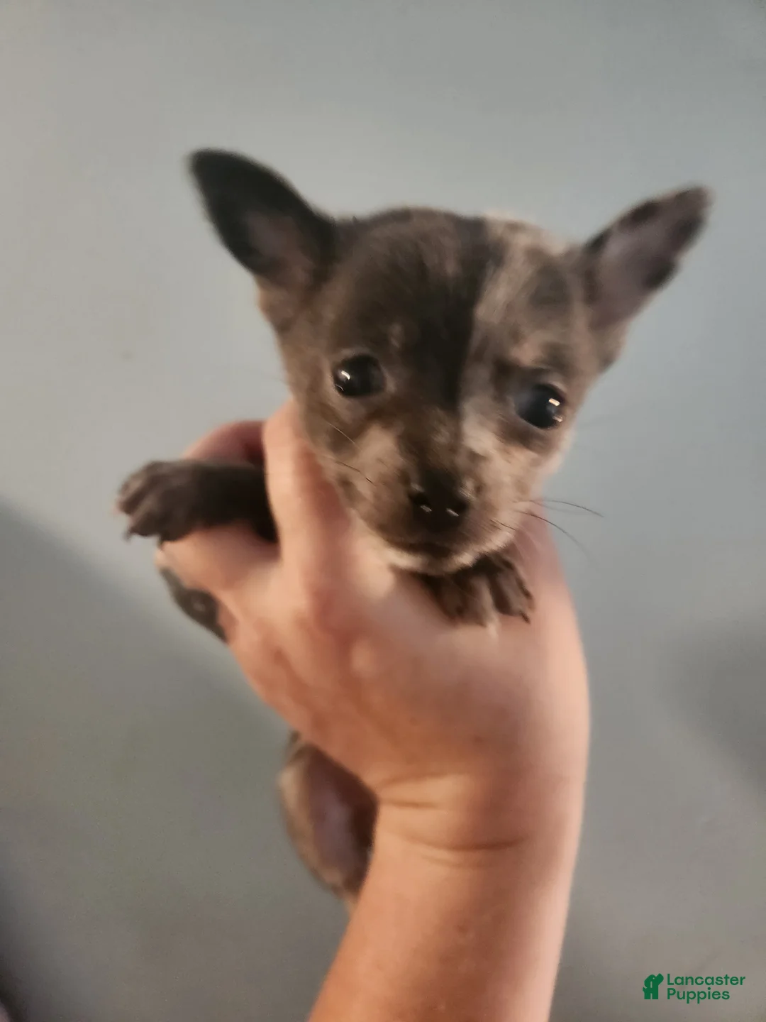 Pomchi dogs for sale: Pomchi Puppy 2 - Ad 1