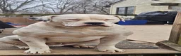 American Bulldog dogs for sale: Toby Keith - Ad 3