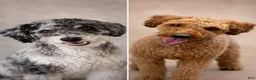Mini Goldendoodle dogs for sale: Magic - Ad 3