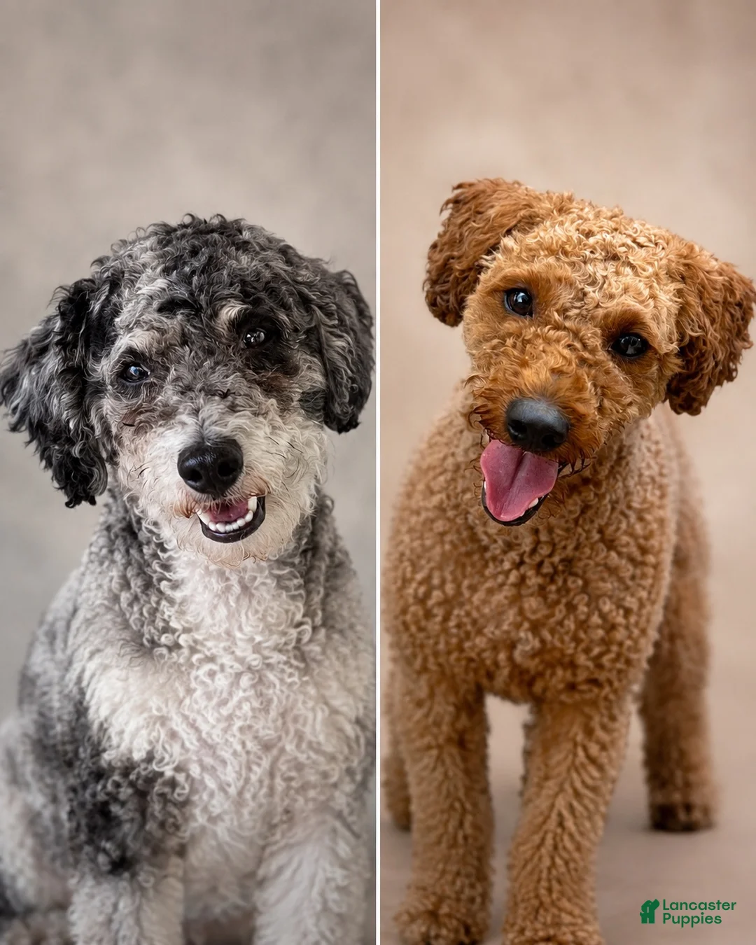 Mini Goldendoodle dogs for sale: Luka - Ad 2