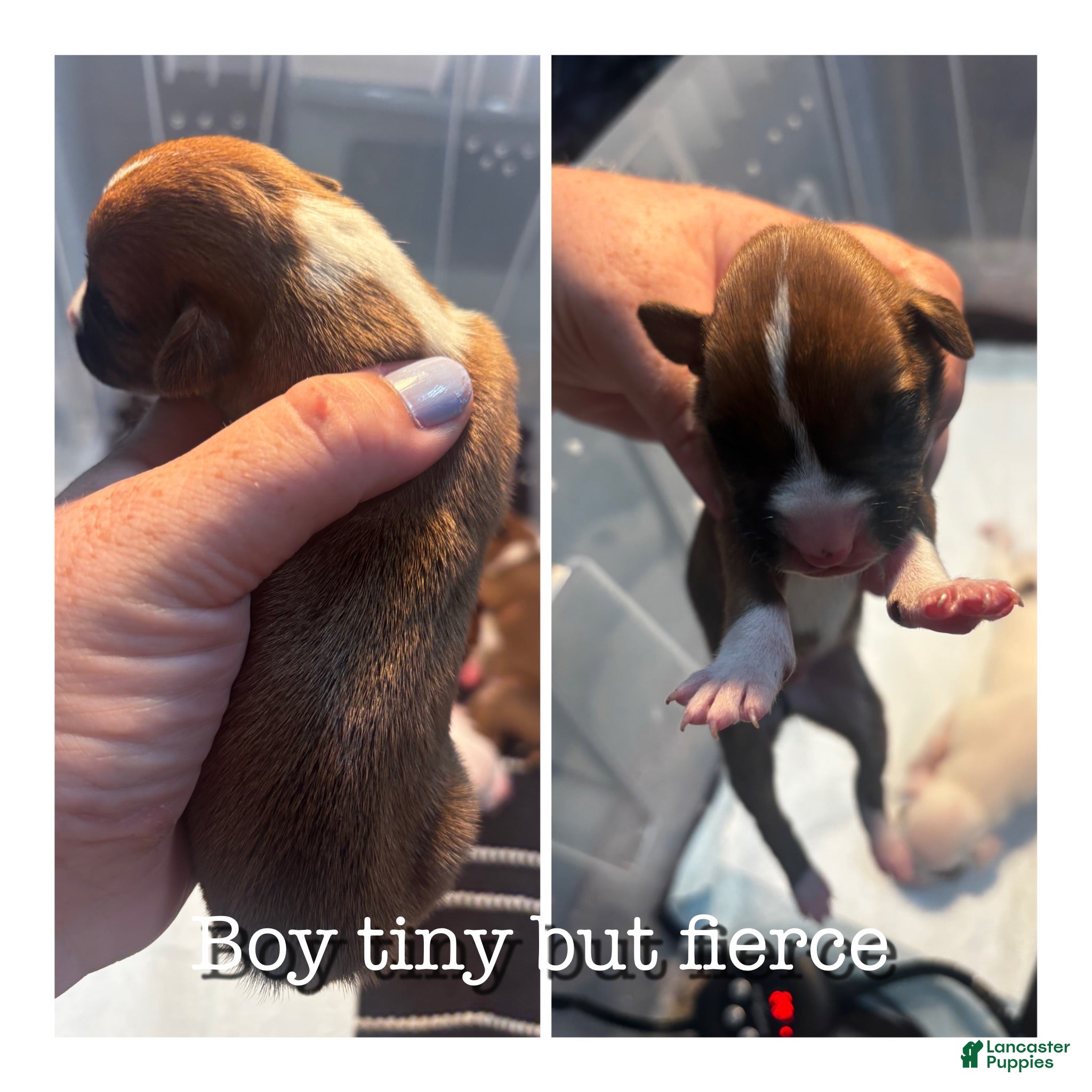 Boxer dogs for sale: Tiny twin  - Ad 2