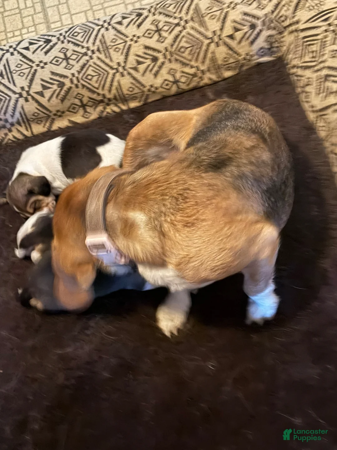 Beagle dogs for sale: Beagle Puppy 2 - Ad 3