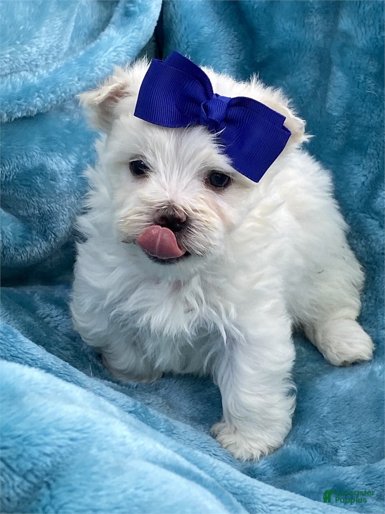 Maltese dogs Maltese Puppy 2 - Ad 12