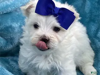 Maltese dogs Maltese Puppy 2 - Ad 12