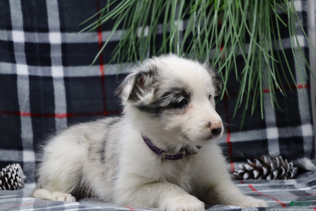 Border Collie dogs for sale: missy - Ad 3