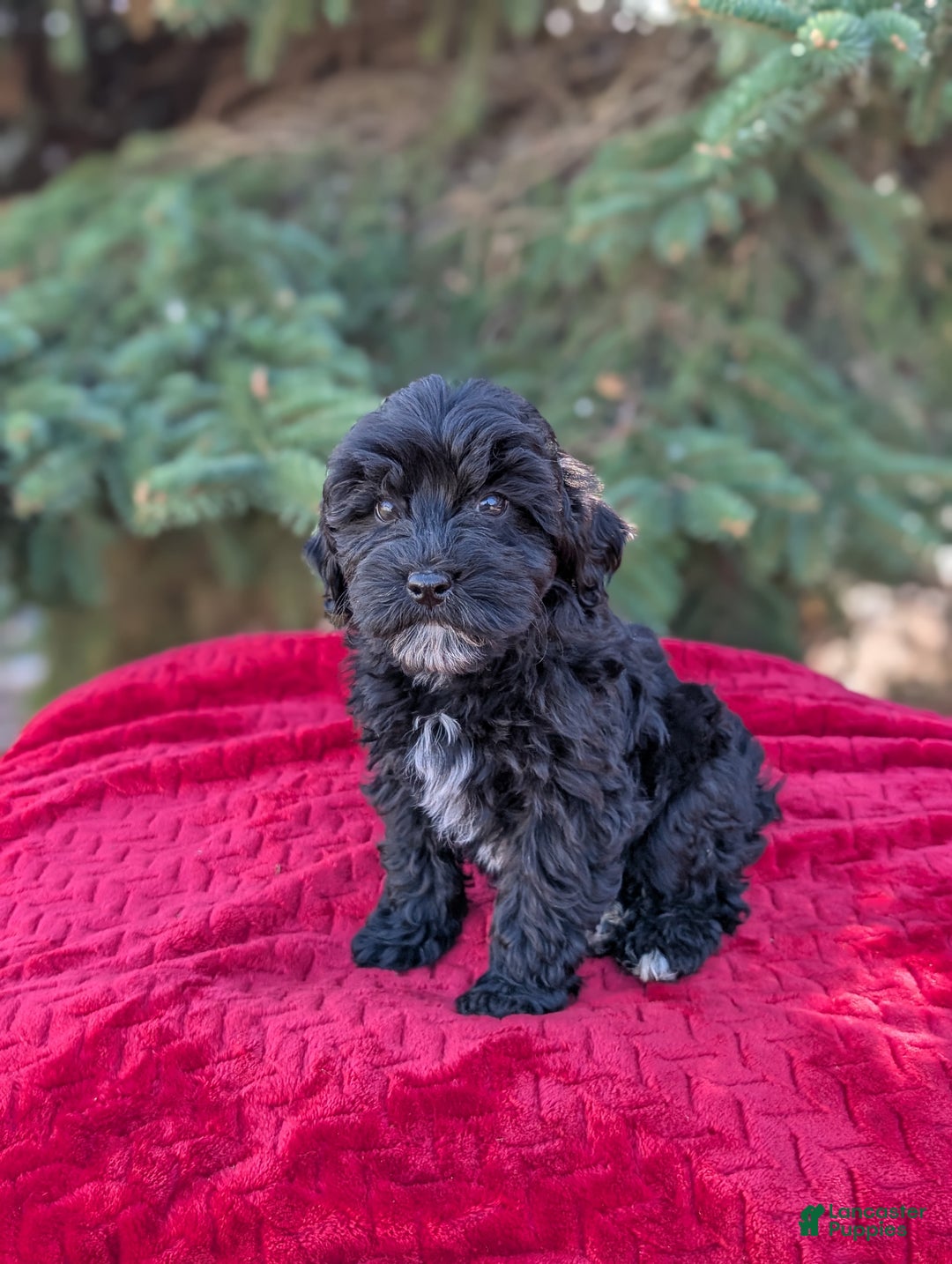 Shihpoo dogs for sale: Whinny  - Ad 2