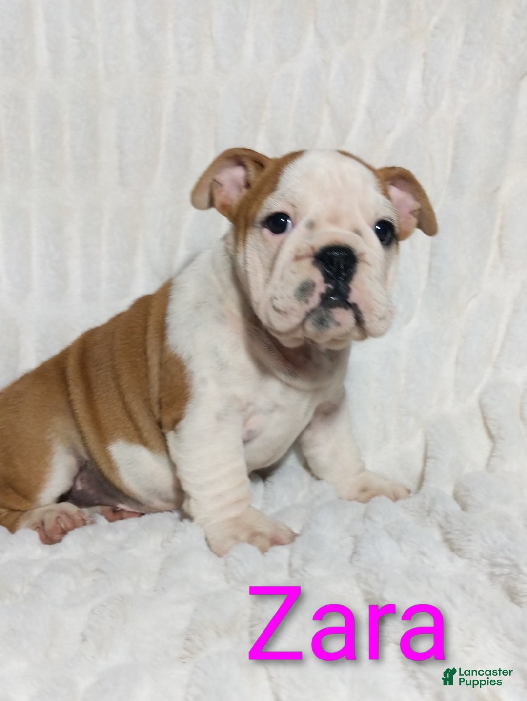 English Bulldog dogs for sale: AKC Zara  - Ad 5