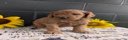 Goldendoodle dogs for sale: Lolly  - Ad 6