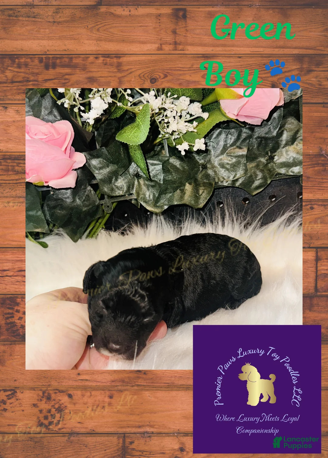 Toy Poodle dogs for sale: Green Boy - Ad 2