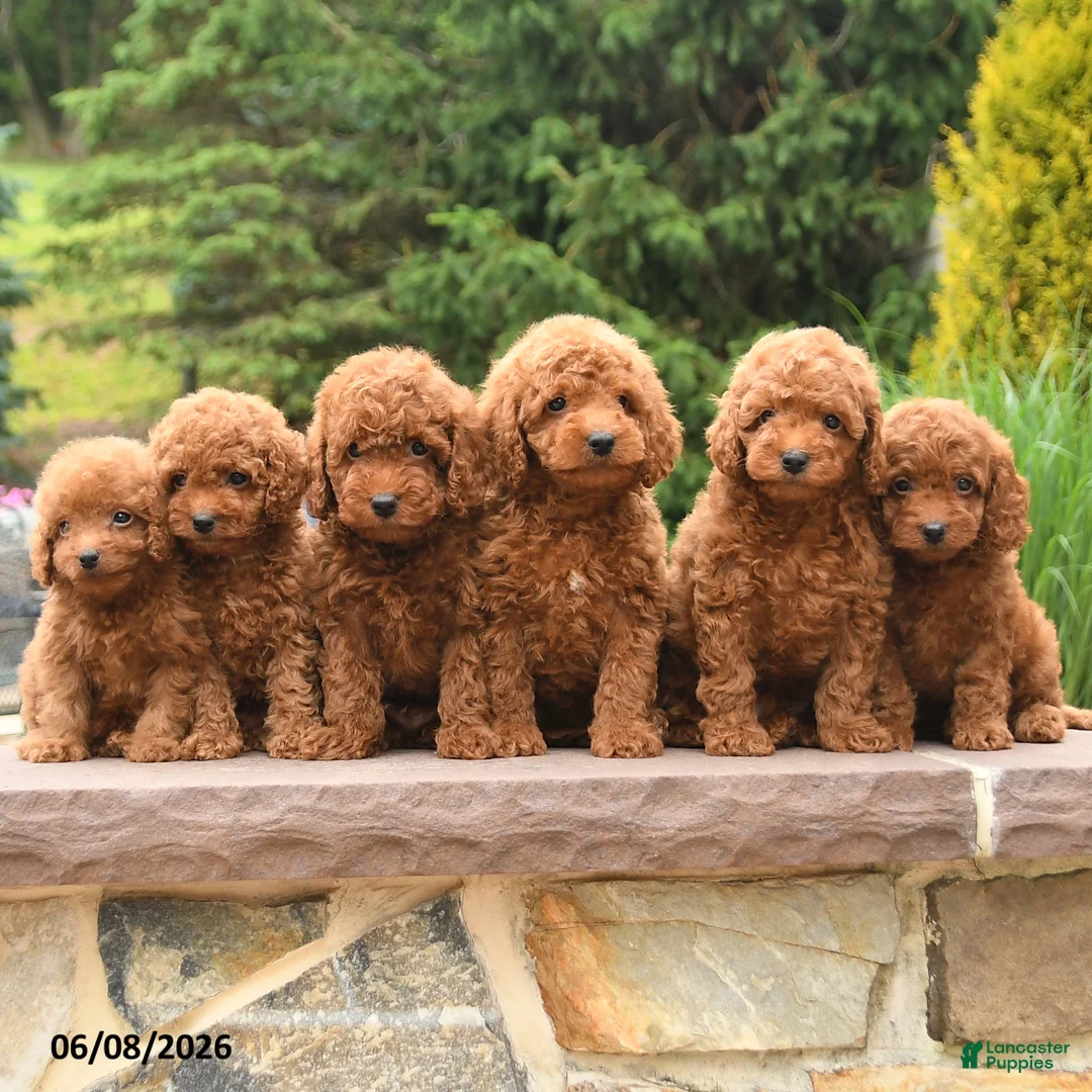 Miniature Poodle dogs for sale: Elliot - Ad 5