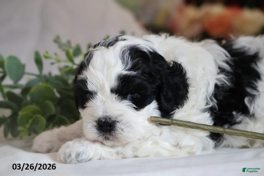 Mixed Breed dogs for sale: Rascal - Ad 5