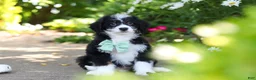 Mini Bernedoodle dogs for sale: Archie - Ad 3