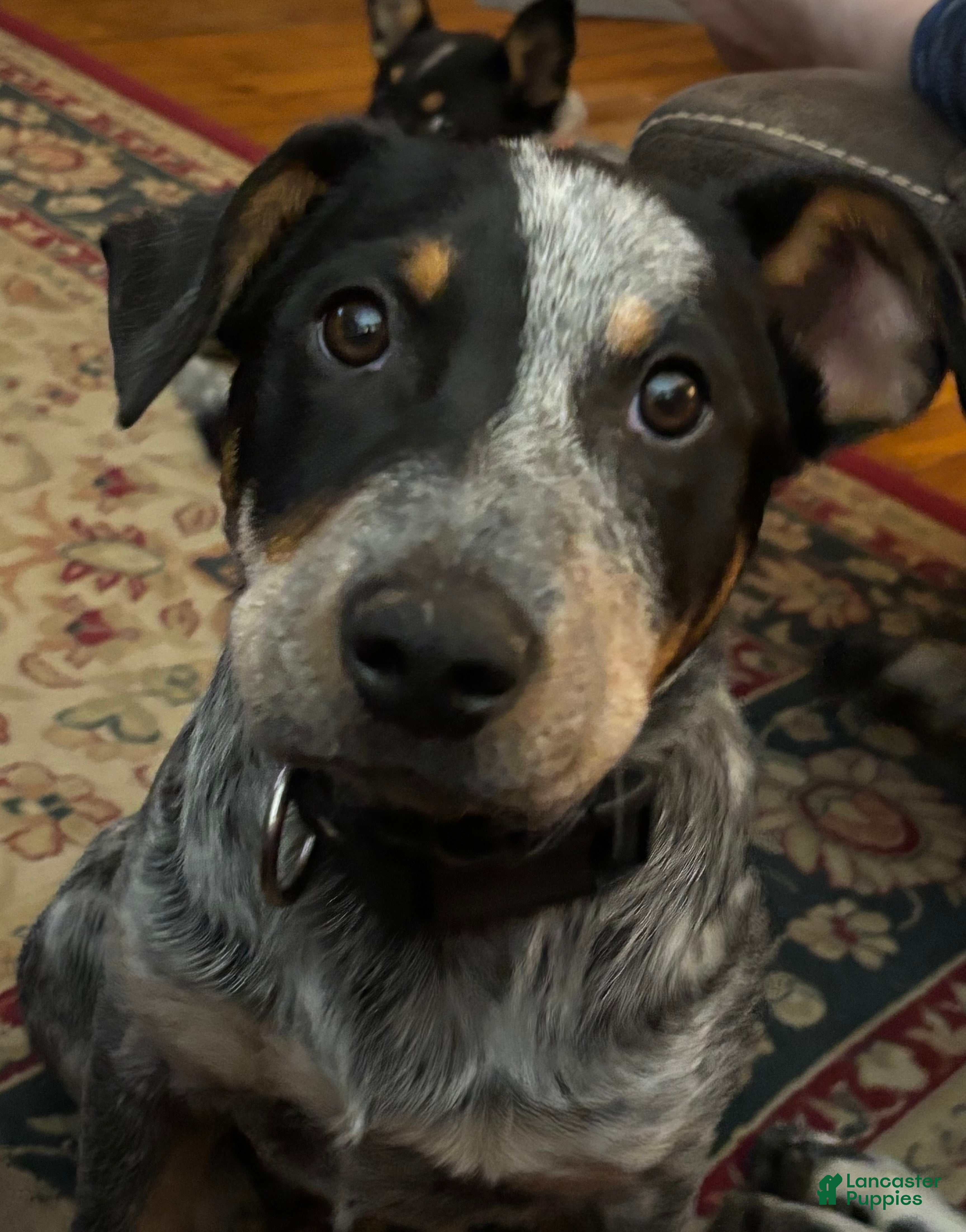 Australian Cattle Dog dogs Curly - Ad 35