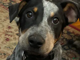 Australian Cattle Dog dogs Curly - Ad 40