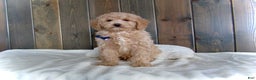 Mini Goldendoodle dogs for sale: Rusty - Ad 7