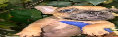 French Bulldog 