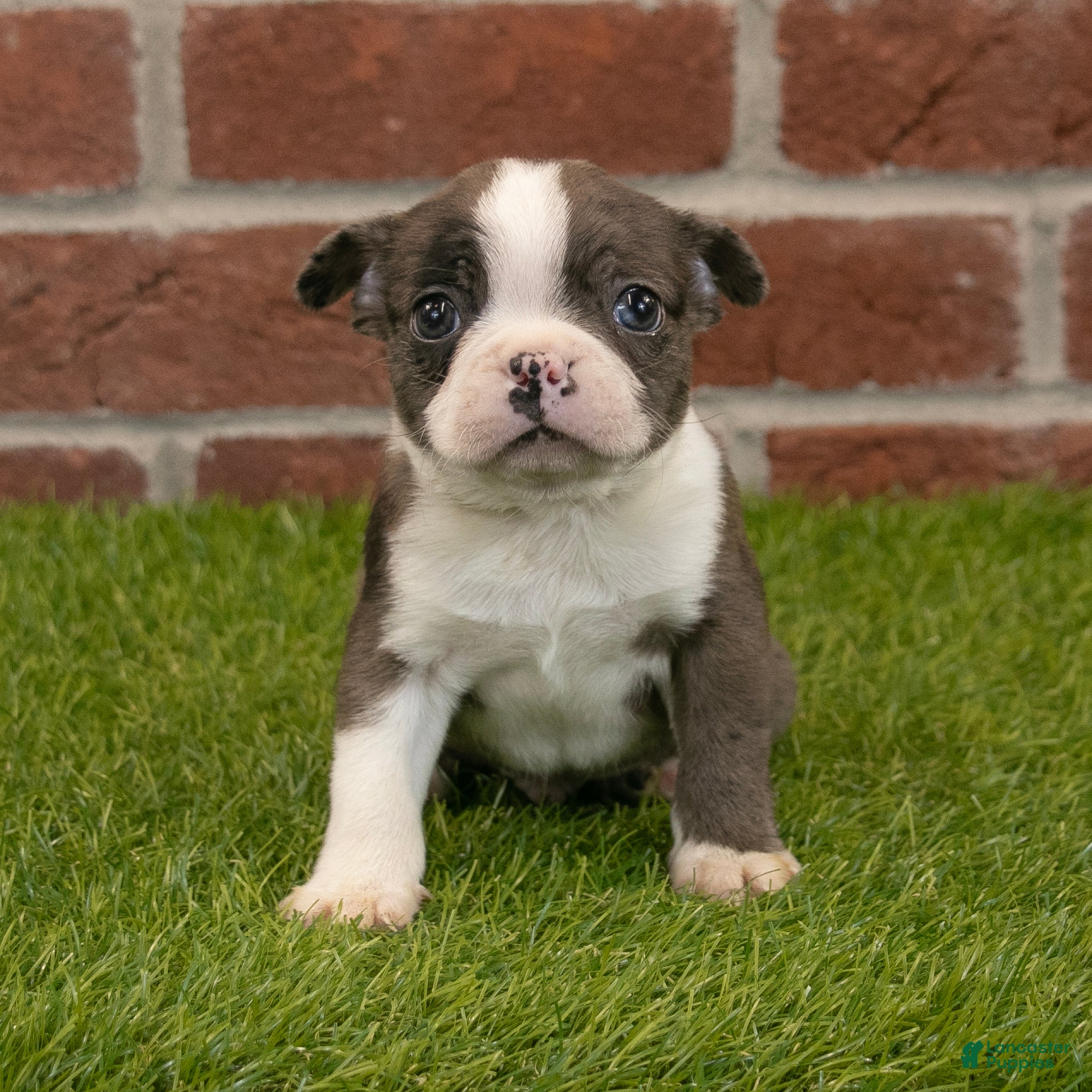 Boston Terrier dogs Oliver - Ad 2