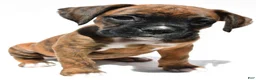 Boxer dogs for sale: Stevie - Ad 3