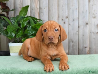 Vizsla dogs - Ad 7
