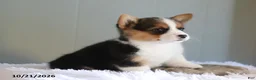Welsh Corgi Pembroke dogs for sale: Autumn - Ad 2