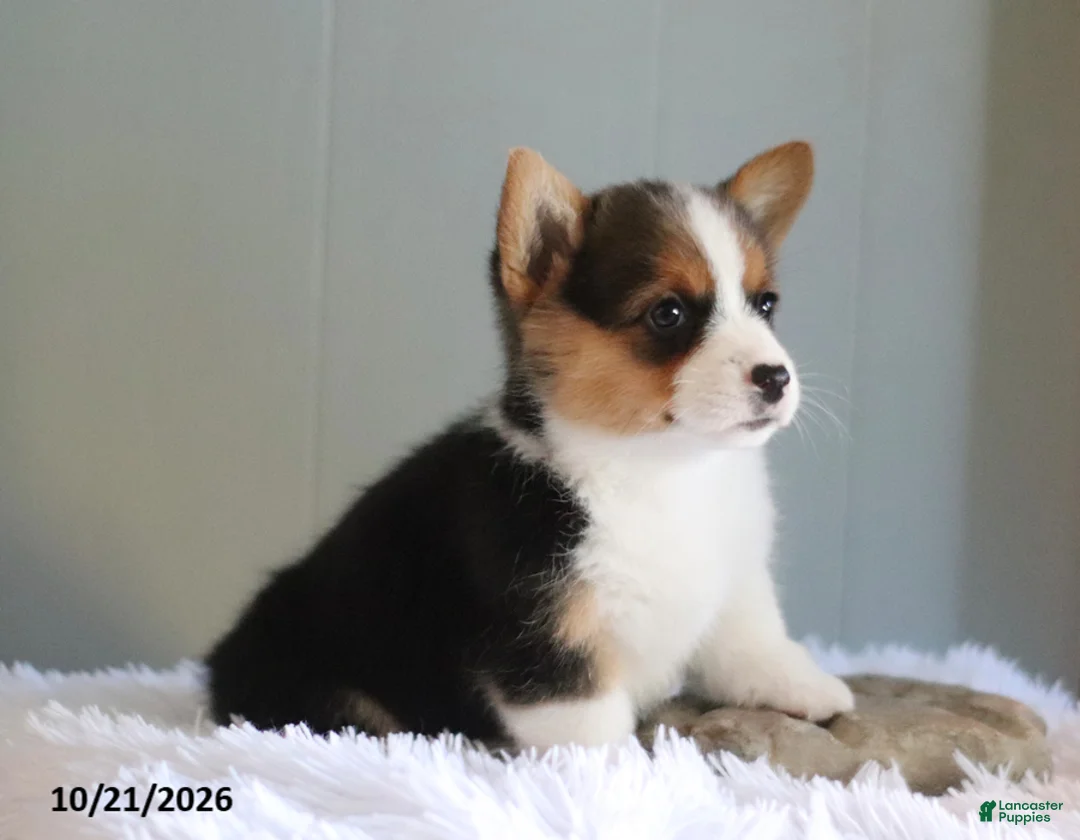 Welsh Corgi Pembroke dogs for sale: Autumn - Ad 2