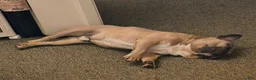 French Bulldog dogs for sale: Taz - Ad 7