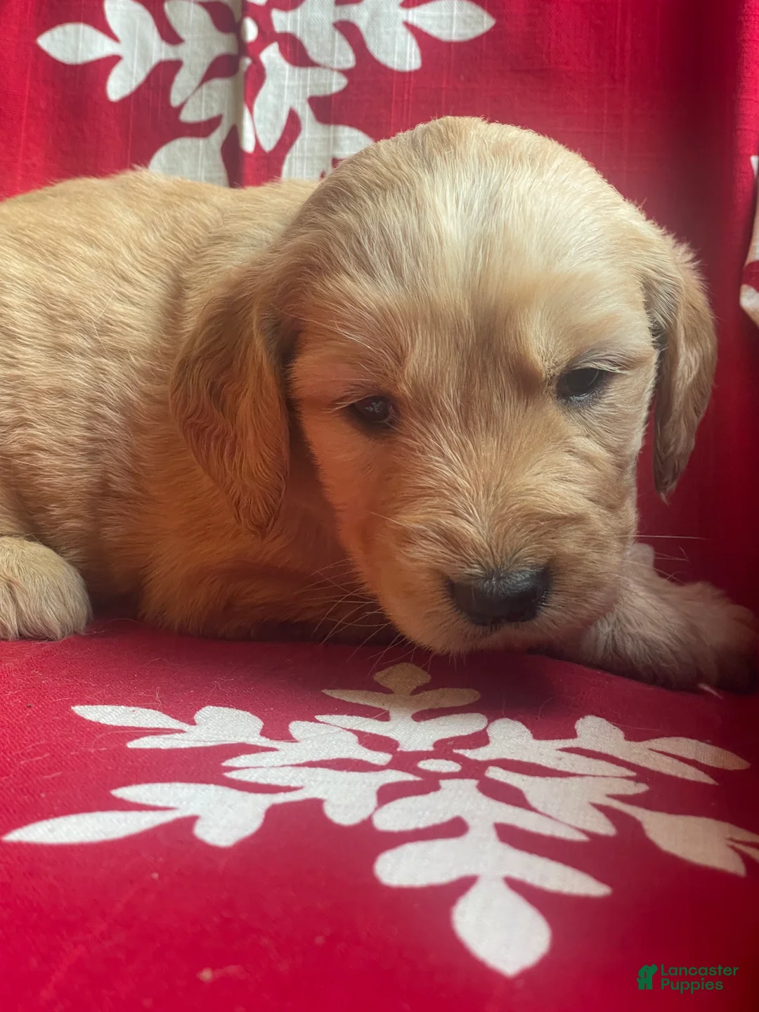 Goldendoodle dogs for sale: Goldendoodle Puppy 4 - Ad 2
