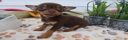 Chihuahua dogs for sale: Chihuahua Puppy 2 Carlos - Ad 1