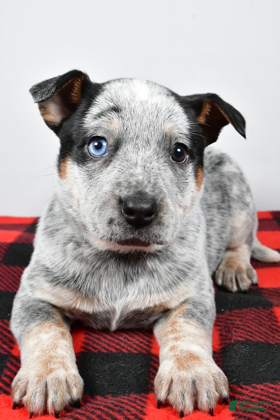 Australian Cattle Dog dogs for sale: Piper - Ad 5