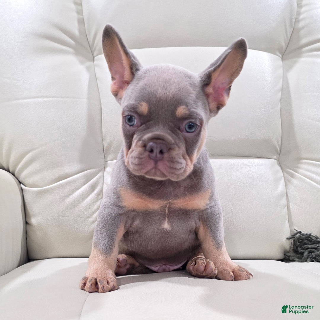 French Bulldog dogs for sale: Karl - Ad 9