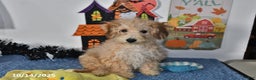 Bichpoo dogs for sale: Buster Brown - Ad 9