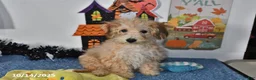 Bichpoo dogs for sale: Buster Brown - Ad 24