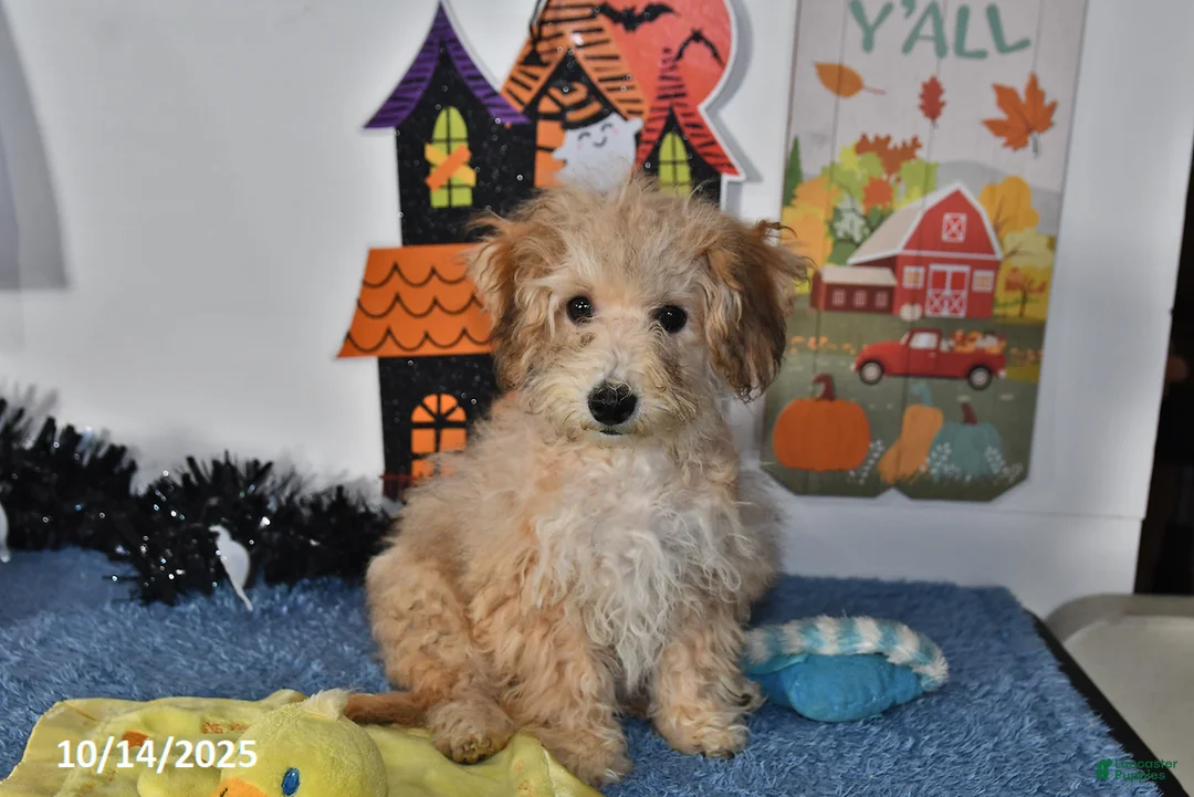Bichpoo dogs for sale: Buster Brown - Ad 24