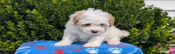Mixed Breed dogs for sale: Dahlia - Ad 7