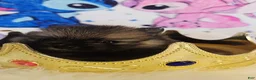 Pomeranian dogs for sale: Bashful  - Ad 3