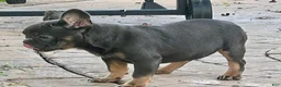 English Bulldog dogs for sale: Brandy  - Ad 10