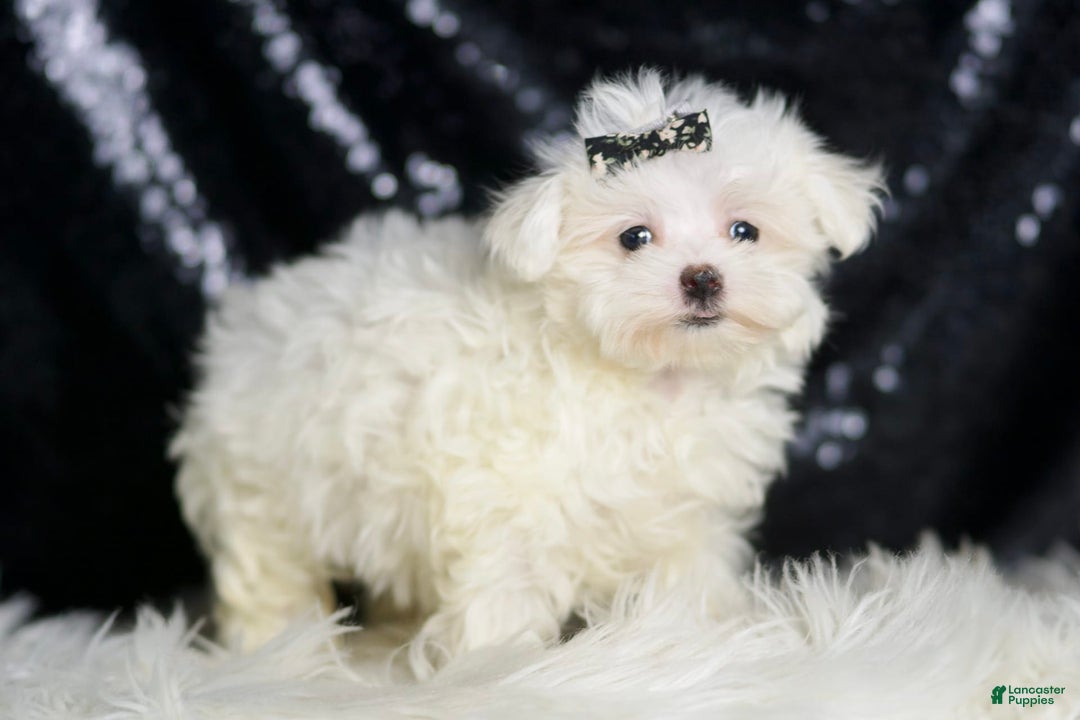 Maltese dogs for sale: Gwen - Ad 4