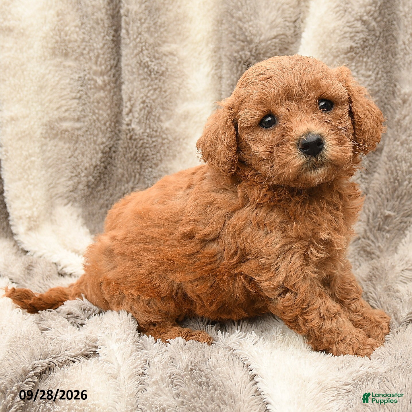 Mia (Miniature Poodle, Female) in Manheim, PA