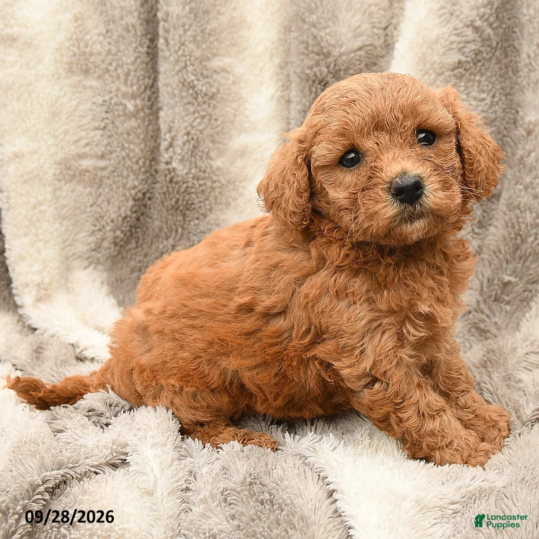 Miniature Poodle dogs for sale: Mia  - Ad 1