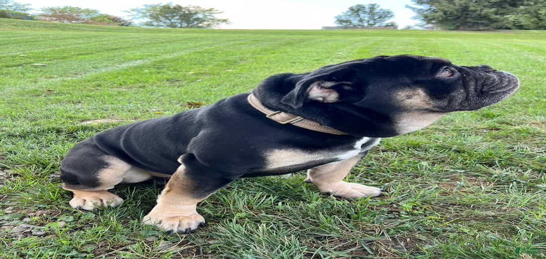 Gallery Image {{count}}