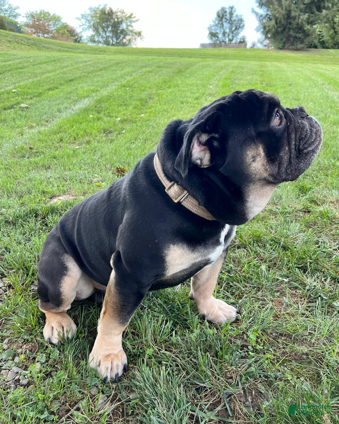 Gallery Image {{count}}