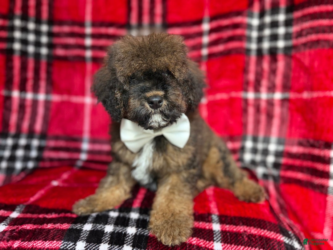 Cockapoo dogs for sale: Nacho - Ad 7