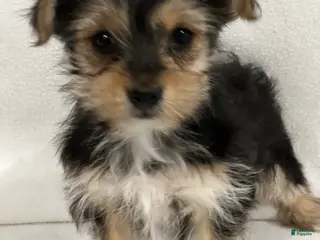 Yorkshire Terrier dogs Brianna - Ad 15